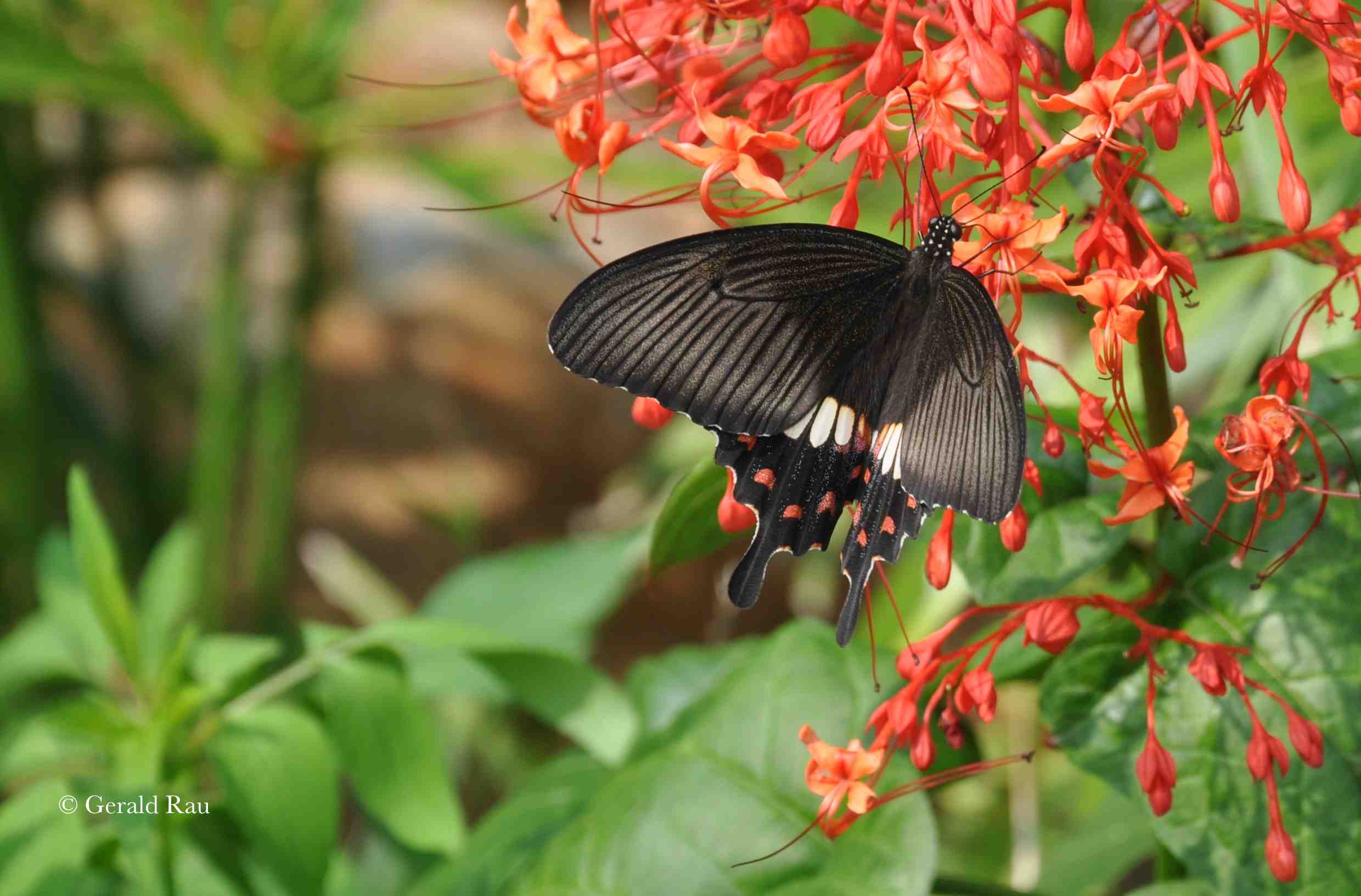 Taiwan swallowtail